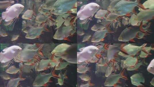 【镜头合集】白色观赏鱼白化鹦鹉鱼水族高清在线视频素材下载