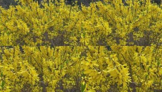 济南百花公园春天赏玉兰花、桃花高清在线视频素材下载