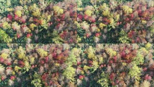 航拍大兴安岭秋季五彩森林高清在线视频素材下载