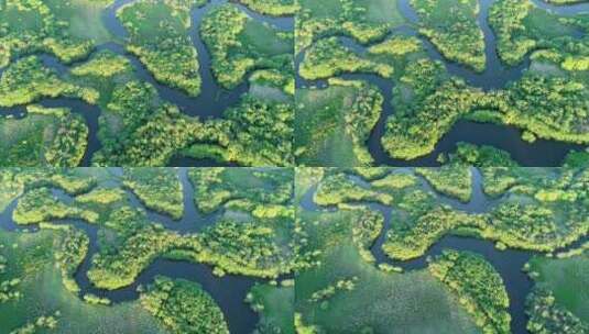 航拍绿色湿地河湾风景高清在线视频素材下载