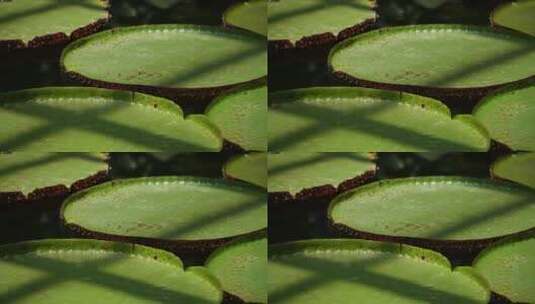 霸王莲花叶片水生植物高清在线视频素材下载