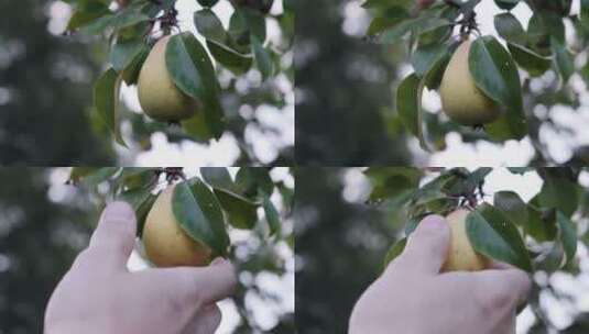 枝头成熟的果实高清在线视频素材下载