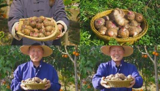 新鲜红芽芋头高清在线视频素材下载