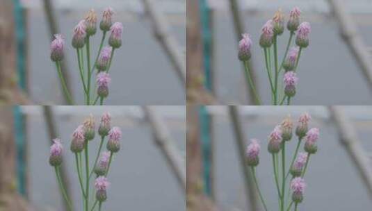 城市内的花——蚂蚁在泥胡菜的茎上爬高清在线视频素材下载
