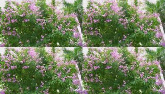 4K春天紫花盛开2高清在线视频素材下载