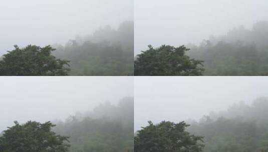 树木森林山雾高清在线视频素材下载