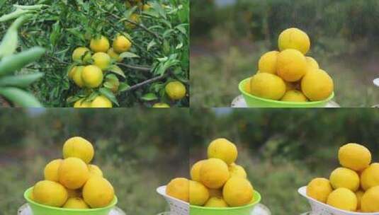 4K 果园 橘子 丰收 水果 成熟高清在线视频素材下载