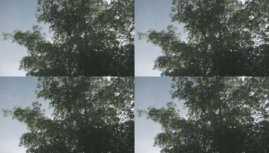 茂密的大树高清在线视频素材下载