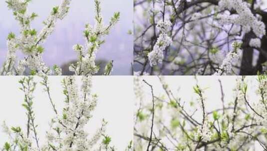 李花航拍特写1高清在线视频素材下载