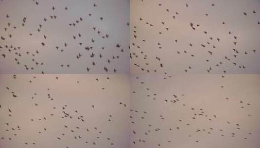 黄昏时分在天空中飞翔的椋鸟低语的跟踪镜头高清在线视频素材下载