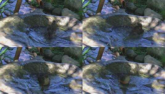 小鸟在水池洗澡高清在线视频素材下载