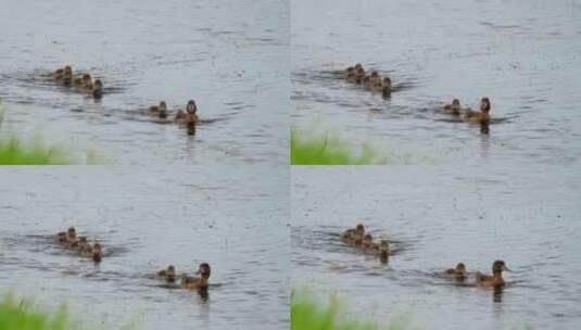 鸭子和小鸭子在湖里游泳高清在线视频素材下载