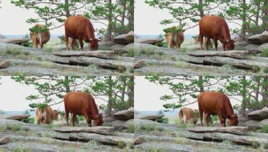 在草地上吃东西的牛高清在线视频素材下载