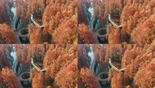 杭州临安水杉林秋季风光航拍高清在线视频素材下载