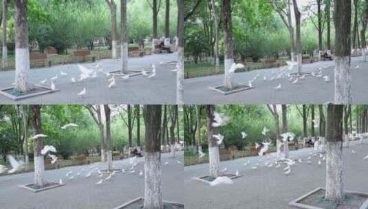 武汉历史名园中山公园里的鸽子高清在线视频素材下载