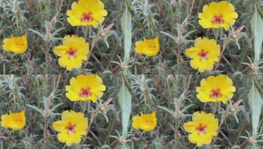 单瓣太阳花花朵高清在线视频素材下载
