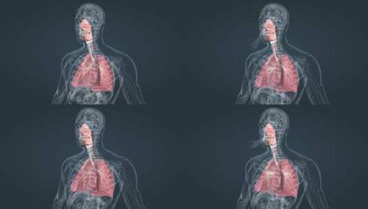 呼吸系统支气管肺呼吸肺活量深呼吸三维动画高清在线视频素材下载