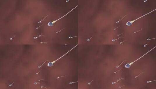 精子游动受精过程三维动画高清在线视频素材下载