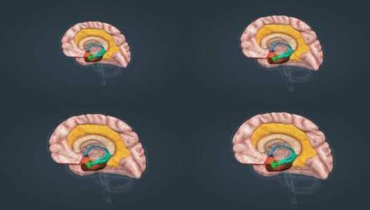 人体大脑解剖面高清在线视频素材下载