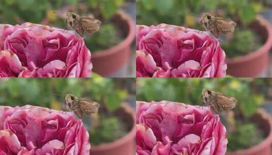 月季花上的蝴蝶高清在线视频素材下载