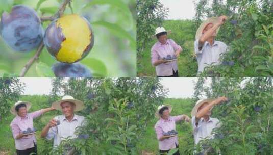 李子种植基地高清在线视频素材下载