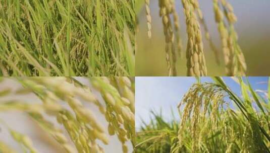 4K实拍金黄色的稻田稻谷合集1高清在线视频素材下载