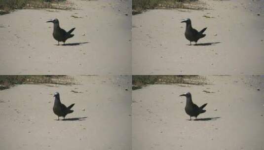 沙滩上的小鸟特写高清在线视频素材下载