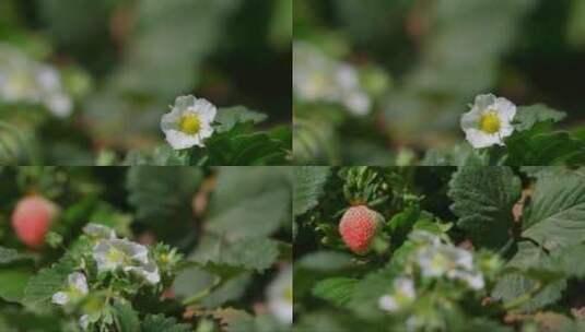 未成熟的草莓高清在线视频素材下载
