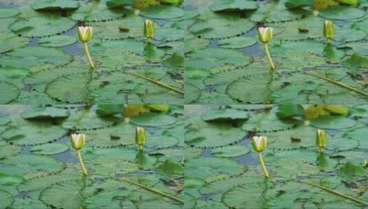 池塘里含苞待放的睡莲高清在线视频素材下载