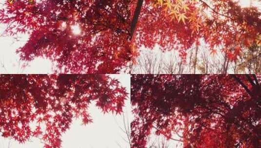 逆光阳光穿透金秋红色枫树叶高清在线视频素材下载