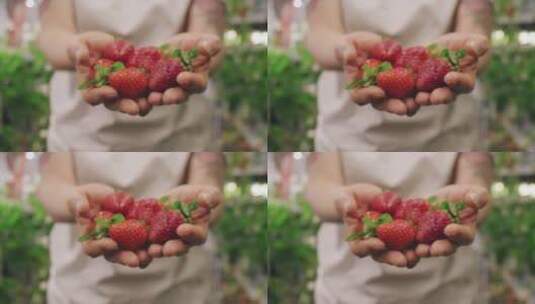 手捧新鲜草莓高清在线视频素材下载