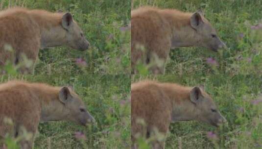 草原上的鬣狗特写高清在线视频素材下载