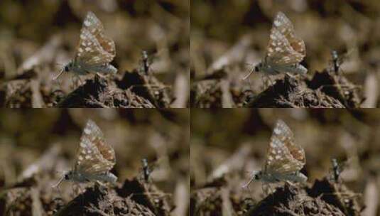 地上的蛾子和蚂蚁特写高清在线视频素材下载