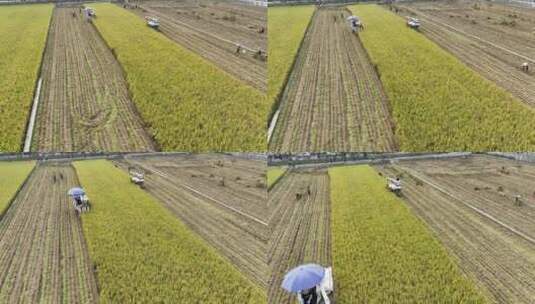 广东农业收割机割稻子丰收机械化生产高清在线视频素材下载