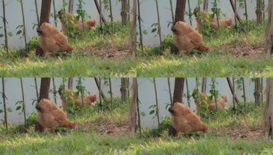 农家院子里的土鸡母鸡高清在线视频素材下载