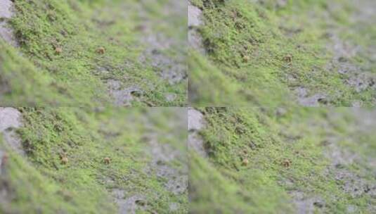 雨季里的石头苔藓高清在线视频素材下载