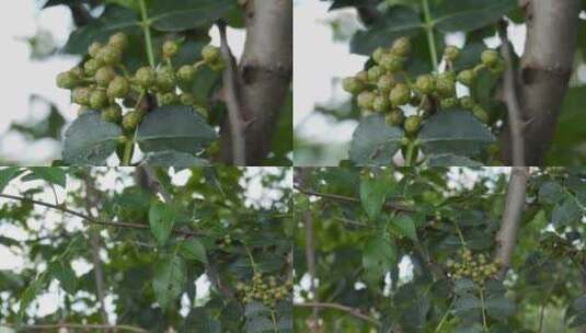 滇东野花椒高清在线视频素材下载