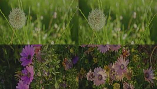 草地蒲公英鲜花绽放高清在线视频素材下载