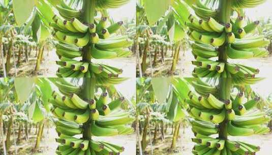 海南昌江热带水果香蕉种植园高清在线视频素材下载