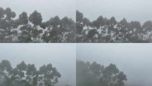 航拍树林云雾缭绕清晨森林雾天自然生态风光高清在线视频素材下载