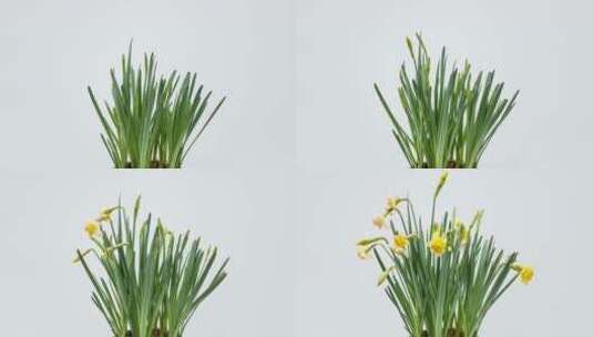 黄水仙生长开花绽放延时摄影视频高清在线视频素材下载