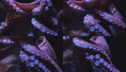 水下生物深海近距离拍摄4k高清在线视频素材下载