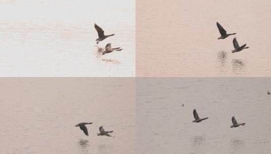 大雁在水面上方展翅飞翔慢镜头系列高清在线视频素材下载