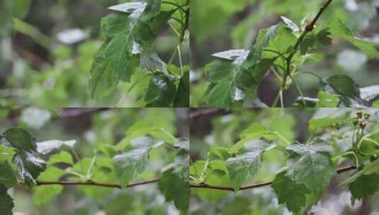 雨后的植物高清在线视频素材下载
