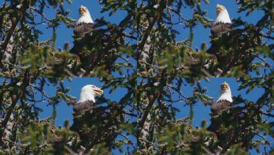 白头鹰在雨天在阿拉斯加的树枝上休息高清在线视频素材下载