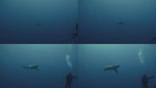 蓝鲨在潜水员旁边游泳高清在线视频素材下载