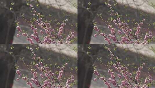 故宫樱花盛开高清在线视频素材下载