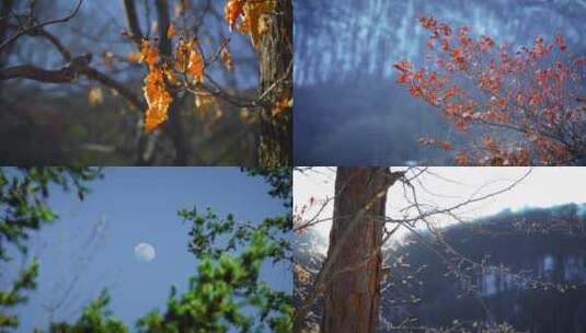 森林枯枝黄叶飞虫阳光明媚高清在线视频素材下载
