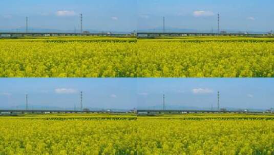 油菜花田野高铁快速行驶高清在线视频素材下载