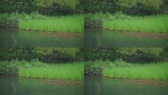 春天杭州花港观鱼植物阴雨天鸟绿色自然高清在线视频素材下载